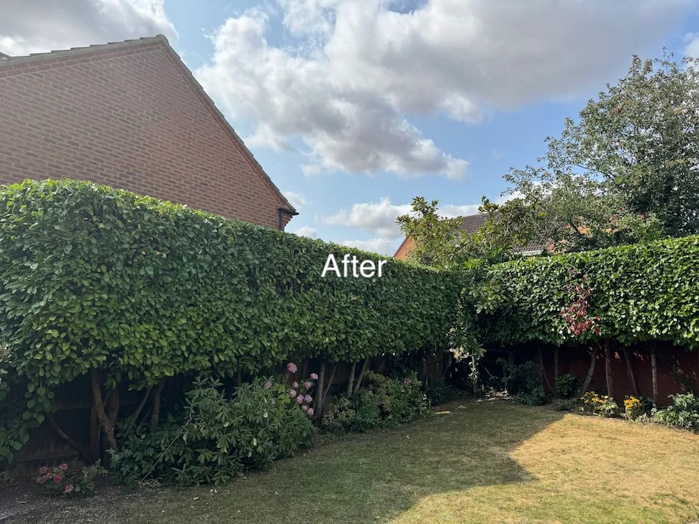 Shedge after by Advanced Landscapes