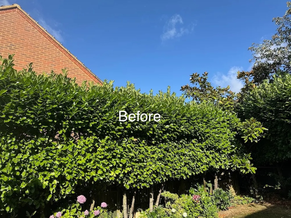 Shedge before by Advanced Landscapes