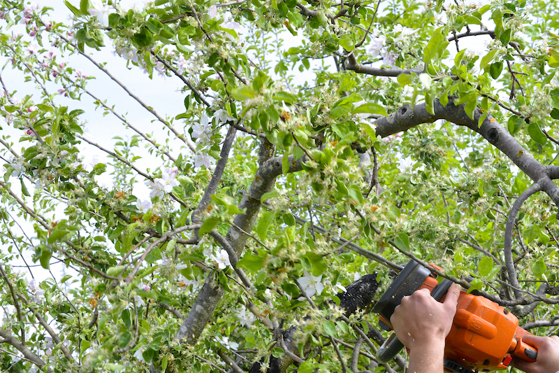 Cutting back growth over a boundary Tree surgeon cutting overhanging branches with a chainsaw
