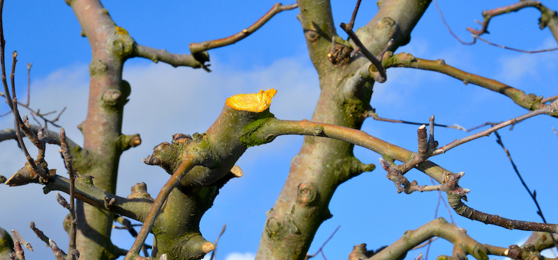 Shape of a reduced crown seen from below Bare tree crown against a blue sky after reduction work